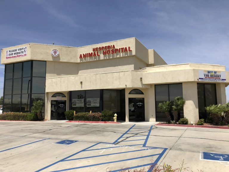 Veterinarian Near Me Hesperia Animal Hospital Veterinarian in